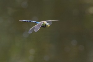 Emperor Dragonfly in flight  